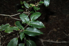 Mischocarpus anodontus