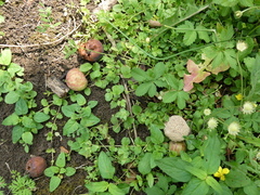 Monilinia fructigena