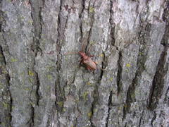 Stenocorus cylindricollis