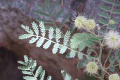 Mimosa grahamii