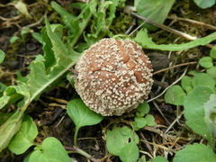 Monilinia fructigena