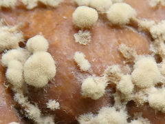 Monilinia fructigena