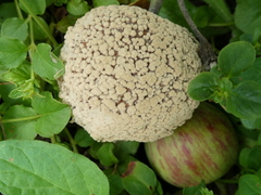 Monilinia fructigena