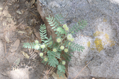 Mimosa grahamii