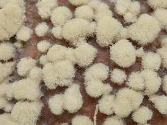 Monilinia fructigena