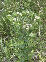 Pluchea foetida foetida
