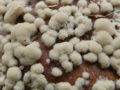 Monilinia fructigena