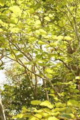 Mitragyna parvifolia