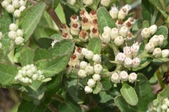 Pluchea foetida foetida