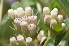 Pluchea foetida foetida