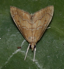 Stegea salutalis