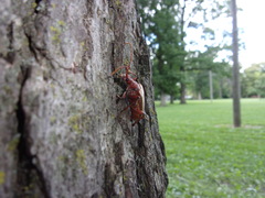 Stenocorus cylindricollis
