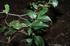 Mischocarpus anodontus