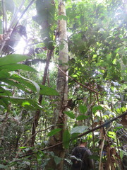 Xylopia ligustrifolia