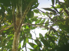 Xylopia ligustrifolia