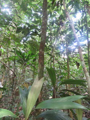 Miconia multispicata