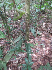 Miconia multispicata