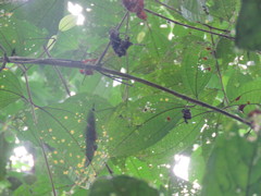 Miconia multispicata