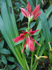 Hippeastrum aulicum