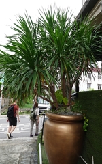 Dracaena cambodiana