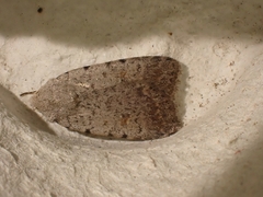 Caradrina selini