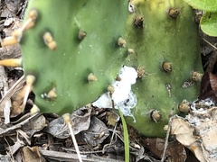 Dactylopius confusus