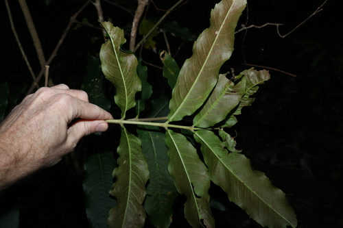 Image of Bosistoa pentacocca by (c) Greg Tasney, some rights reserved (CC BY-SA)