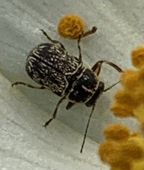 Pachybrachis peccans