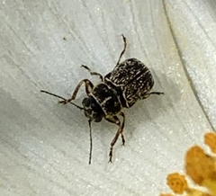 Pachybrachis peccans