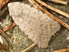 Caradrina selini