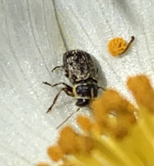 Pachybrachis peccans