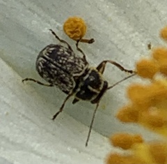 Pachybrachis peccans