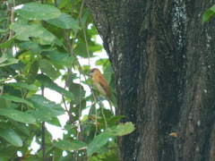 Pachyramphus homochrous