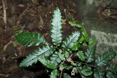 Cupaniopsis serrata