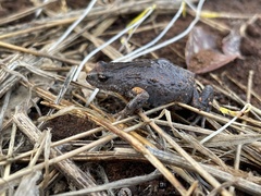 Pseudophryne bibronii