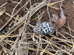 Pseudophryne bibronii