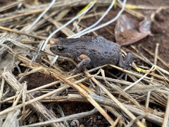 Pseudophryne bibronii