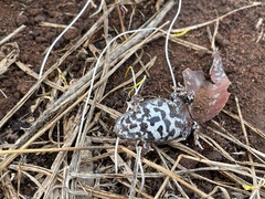 Pseudophryne bibronii