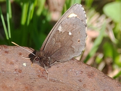 Erebia embla