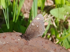 Erebia embla