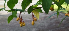 Oemleria cerasiformis