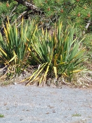 Aciphylla aurea
