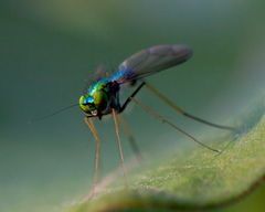 Condylostylus comatus