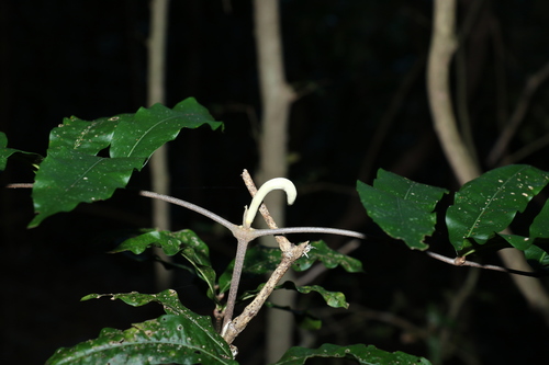 Image of Bosistoa pentacocca by (c) Greg Tasney, some rights reserved (CC BY-SA)