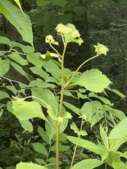 Arnoglossum reniforme