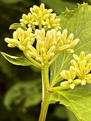 Arnoglossum reniforme