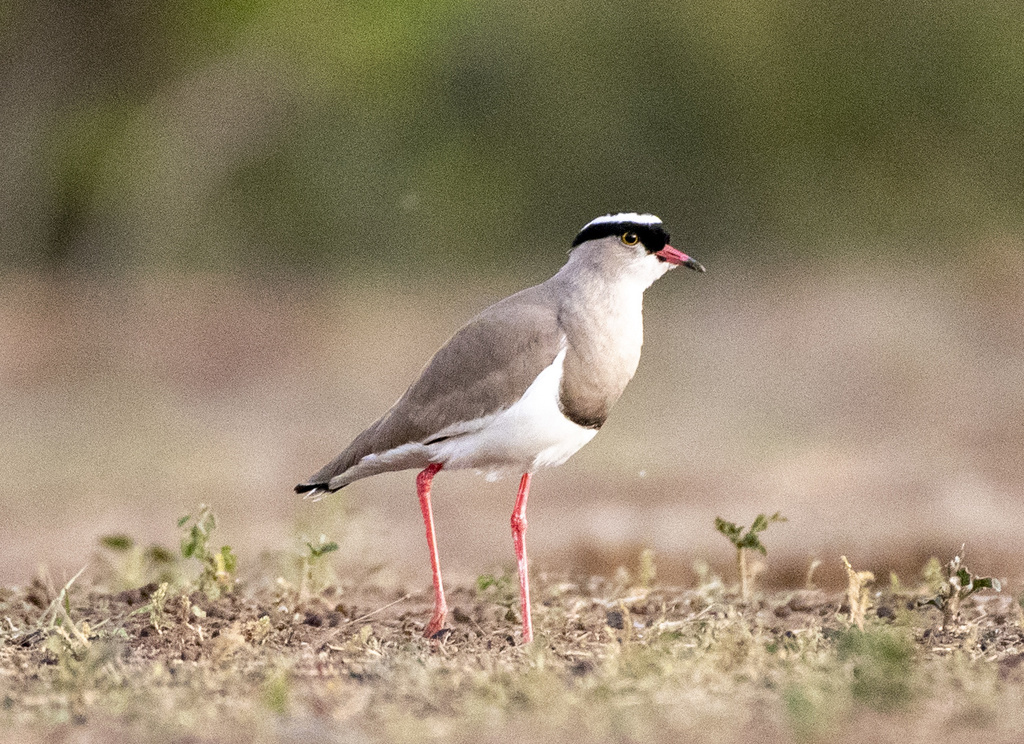Crowned Lapwing photo