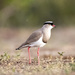 Crowned Lapwing - Photo (c) gmneufeld, some rights reserved (CC BY-NC)