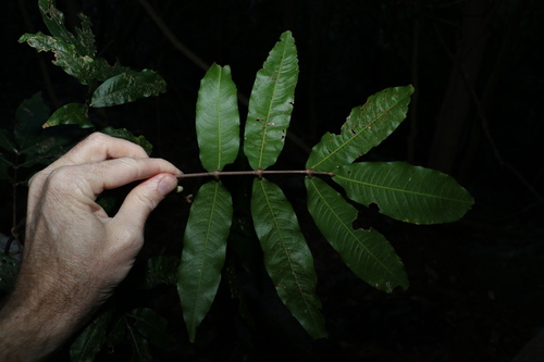 Image of Bosistoa pentacocca by (c) Greg Tasney, some rights reserved (CC BY-SA)