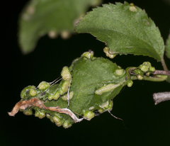 Eriophyes similis